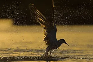 Bilder Datiert 18. Juli 2008: Agami-Bild von Visdief, Sterna hirundo in der Luft; Common Tern in Flug