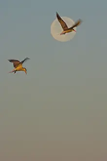 Flying Birds Europe Drucke: Visdief, Common Tern, Sterna hirundo