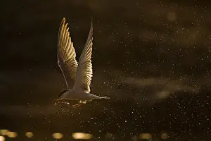 Juli Drucke: Agami-Bild von Visdief, Sterna hirundo in der Luft; Common Tern in Flug