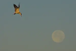 Seabird In Flight Drucke: Visdief, Common Tern, Sterna hirundo