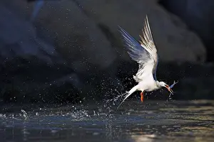 Sterna Hirundo Drucke: Visdief, Common Tern, Sterna hirundo