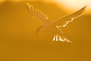 Bilder Datiert 18. Juli 2008: Agami-Bild des Visdiefs, Sterna hirundo Visdief in der Luft; Common Tern in Flug