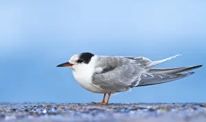 Bilder Datiert 28. September 2012: Visdief, Seeschwalbe, Sterna hirundo