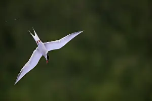 Sterna Hirundo Drucke: Visdief, Common Tern, Sterna hirundo
