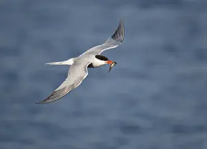 Nature Photography Wildlife Drucke: Visdief; Common Tern; Sterna hirundo