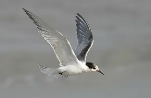 Common Tern In Flight Drucke: Visdief, Common Tern, Sterna hirundo