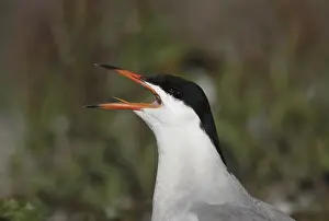 Sterna Hirundo Drucke: Visdief, Common Tern, Sterna hirundo