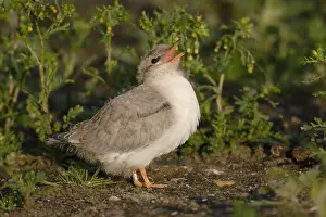 Sterna Hirundo Drucke: Visdief, Common Tern, Sterna hirundo