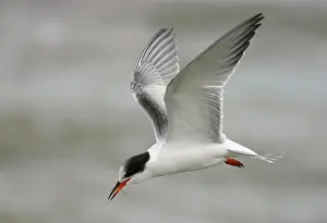 Common Tern In Flight Drucke: Visdief, Common Tern, Sterna hirundo