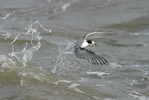 Sterna Hirundo Drucke: Visdief, Common Tern, Sterna hirundo