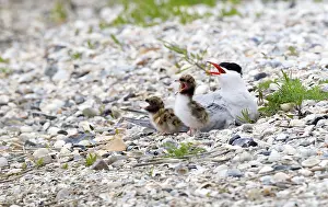 Common Tern Drucke: Visdief; Common Tern; Sterna hirundo
