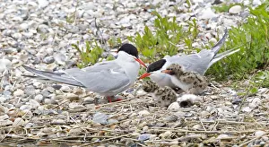 Common Tern Drucke: Visdief; Common Tern; Sterna hirundo