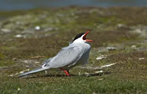Common Tern Drucke: Visdief, Common Tern, Sterna hirundo