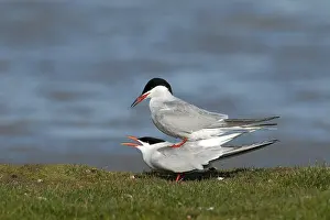 Common Tern Drucke: Visdief, Common Tern, Sterna hirundo