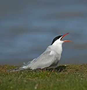 Common Tern Drucke: Visdief, Common Tern, Sterna hirundo
