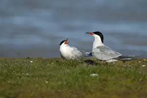 Common Tern Drucke: Visdief, Common Tern, Sterna hirundo