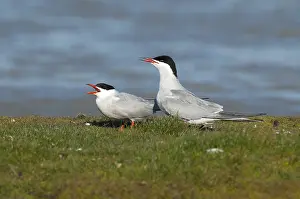 Bilder Datiert 22. Mai 2005: Visdief, Seeschwalbe, Sterna hirundo