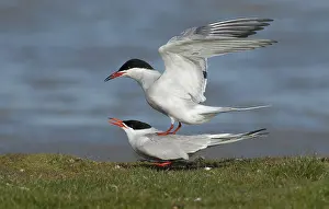 Common Tern Drucke: Visdief, Common Tern, Sterna hirundo