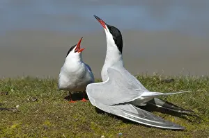 Common Tern Drucke: Visdief, Common Tern, Sterna hirundo