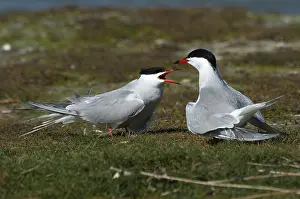 Common Tern Drucke: Visdief, Common Tern, Sterna hirundo