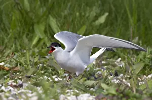 Common Tern Drucke: Visdief, Common Tern, Sterna hirundo