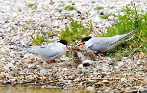Juni Drucke: Visdief, Seeschwalbe, Sterna hirundo