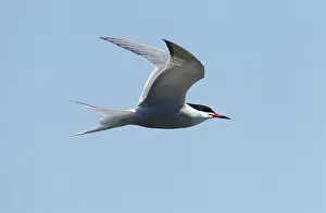 Common Tern Drucke: Visdief, Common Tern, Sterna hirundo
