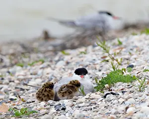 Common Tern Drucke: Visdief, Common Tern, Sterna hirundo