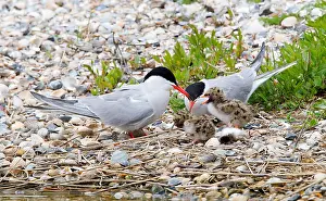 Common Tern Drucke: Visdief, Common Tern, Sterna hirundo