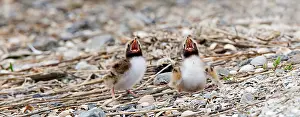 Common Tern Drucke: Visdief, Common Tern, Sterna hirundo