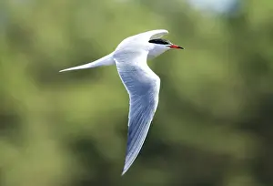 Common Tern Drucke: Visdief, Common Tern, Sterna hirundo