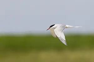 Common Tern Drucke: Visdief, Common Tern, Sterna hirundo