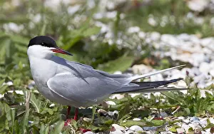 Bilder Datiert 5. Mai 2014: Visdief, Seeschwalbe, Sterna hirundo