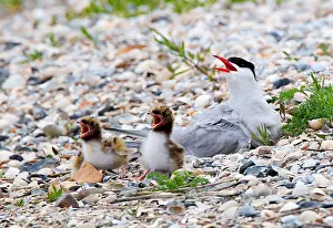Common Tern Drucke: Visdief, Common Tern, Sterna hirundo