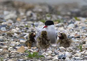 Common Tern Drucke: Visdief, Common Tern, Sterna hirundo