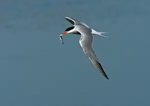 Common Tern Drucke: Visdief, Common Tern, Sterna hirundo
