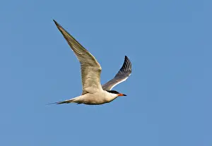 Sterna Hirundo Images Drucke: Visdief, Common Tern, Sterna hirundo