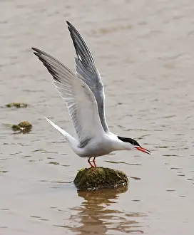 Common Tern Drucke: Visdief, Common Tern, Sterna hirundo