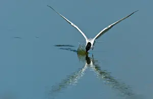 Common Tern Drucke: Visdief, Common Tern, Sterna hirundo
