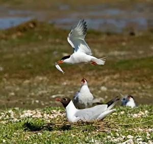 Common Tern Drucke: Visdief, Common Tern, Sterna hirundo