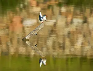 Common Tern Drucke: Visdief, Common Tern, Sterna hirundo