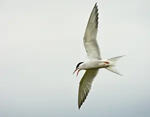 Common Tern Drucke: Visdief, Common Tern, Sterna hirundo