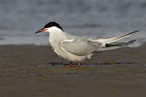 Sterna Hirundo Images Drucke: Visdief, Common Tern, Sterna hirundo hirundo
