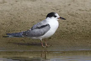 Sterna Hirundo Images Drucke: Visdief, Common Tern, Sterna hirundo hirundo