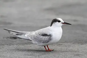 Common Tern Photography Drucke: Visdief, Common Tern, Sterna hirundo hirundo