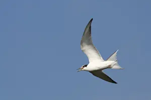Sterna Hirundo Drucke: Visdief, Common Tern, Sterna hirundo hirundo