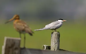 Sterna Hirundo Drucke: Visdief;Common Tern;Sterna hirundo;