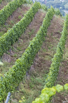 European Vineyards Drucke: Viticulture landscape