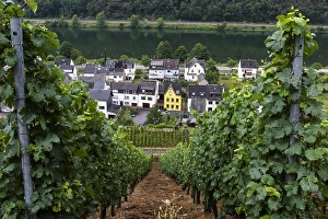 European Viticulture Drucke: Viticulture landscape