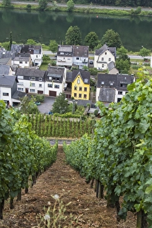 European Viticulture Drucke: Viticulture landscape